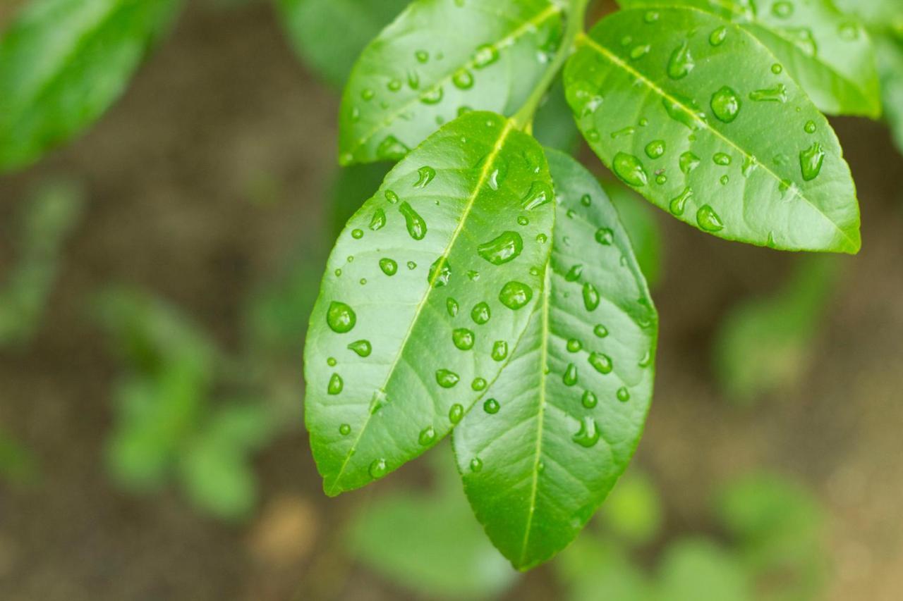 مازونتي Posada La Huerta المظهر الخارجي الصورة